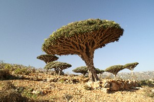 diksam socotra