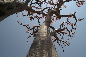 srahin socotra