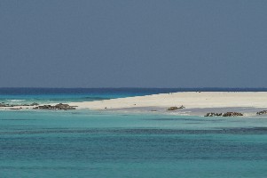 arsel socotra